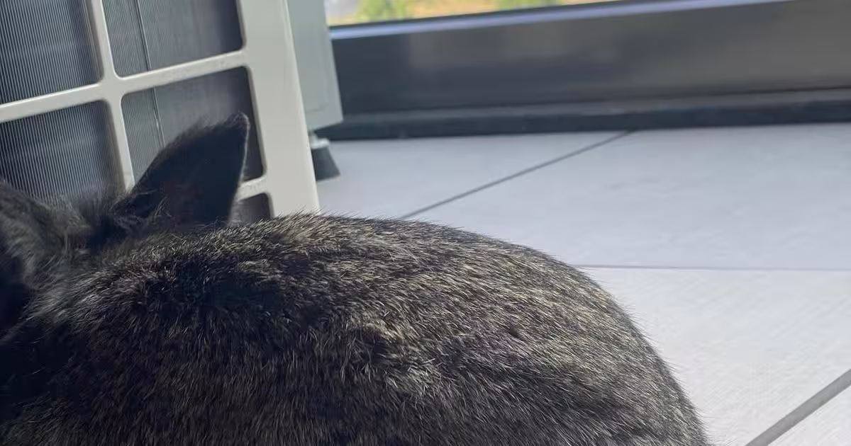 Apartament 2 camere,decomandat, 64mp ,vedere parc Politehnica