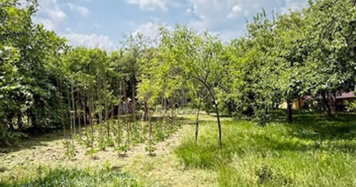 Casă 168 mp cu 3 camere în zona Est, Baia Sprie