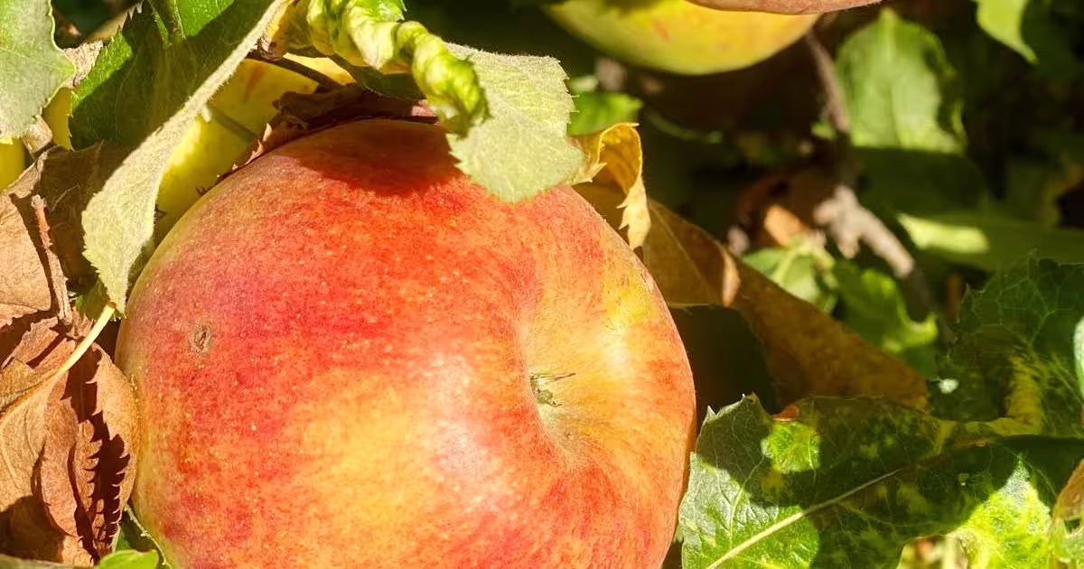 Casă cu 4 camere în zona Exterior Est, Piatra-Neamț