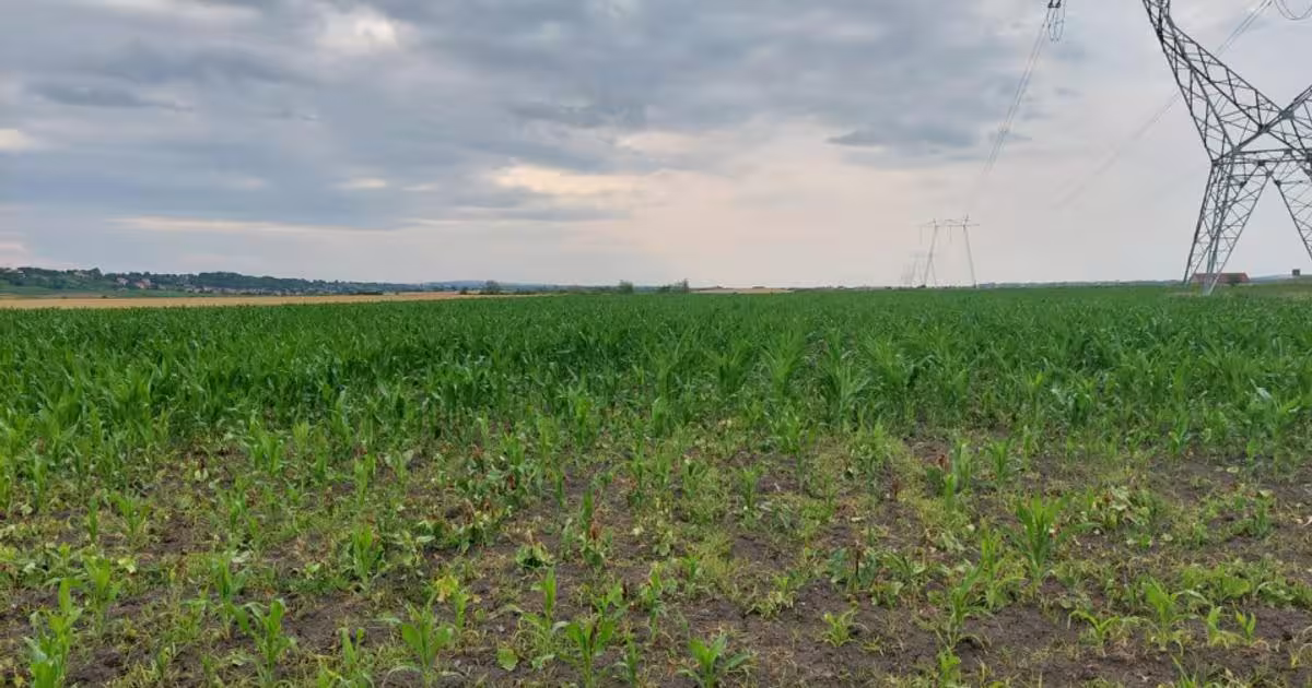 Teren agricol extravilan de 8877 mp, în zona Exterior Nord, Bacău