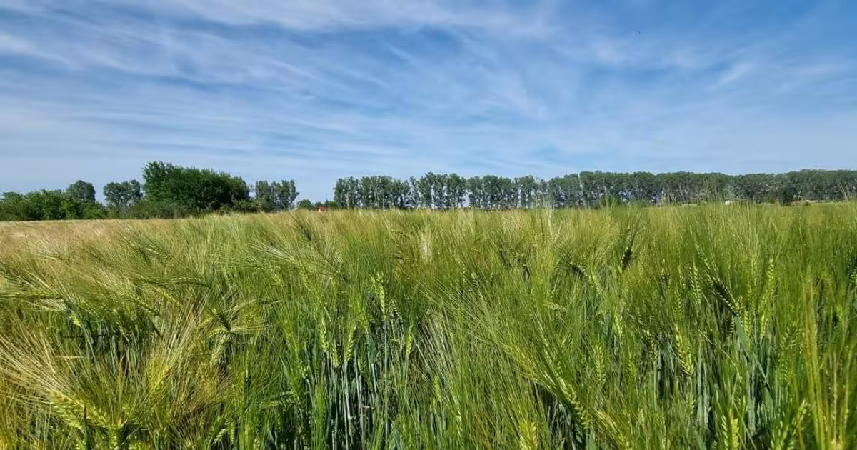 Teren agricol extravilan de 11000000 mp, în zona Vest, Buzău