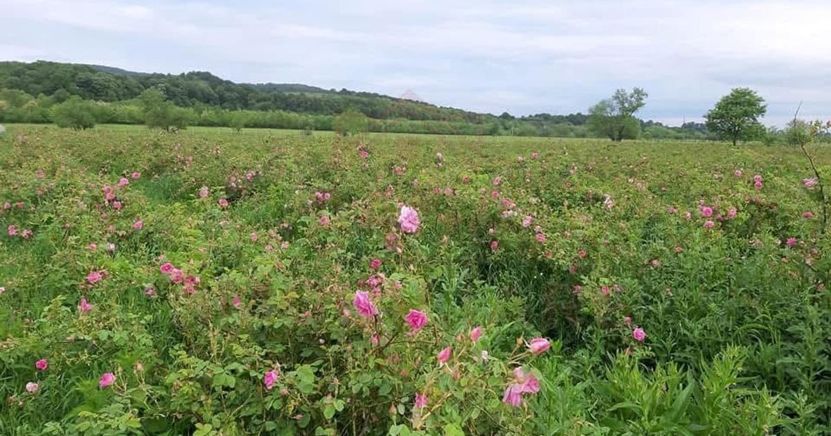 Teren agricol extravilan de 20000 mp, în zona Vest, Caransebeș