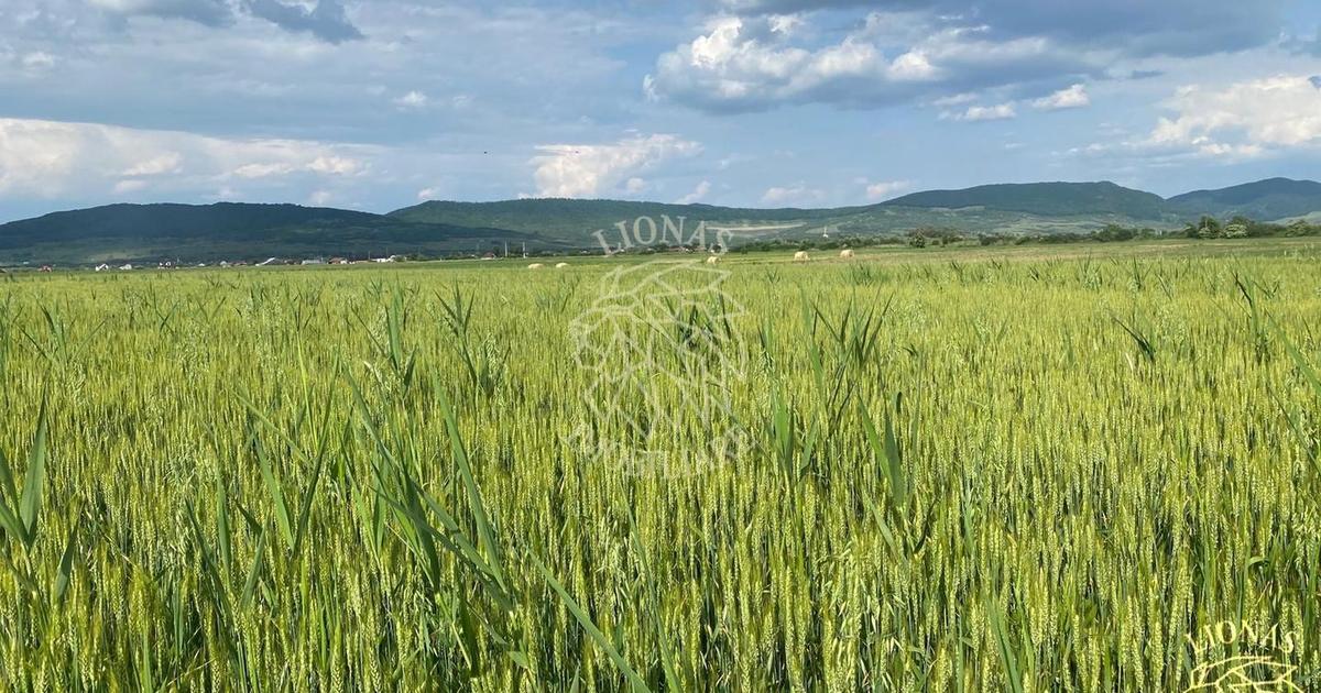 Teren agricol extravilan de 4300 mp, în Chintelnic