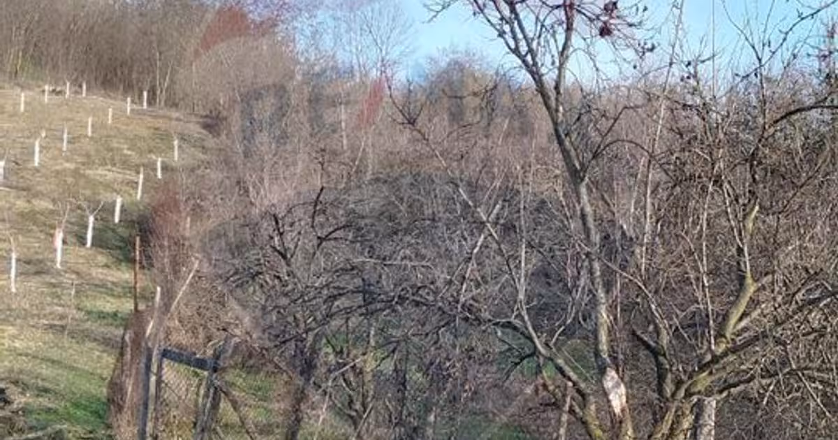 Teren agricol intravilan de 1736 mp, în Chițești