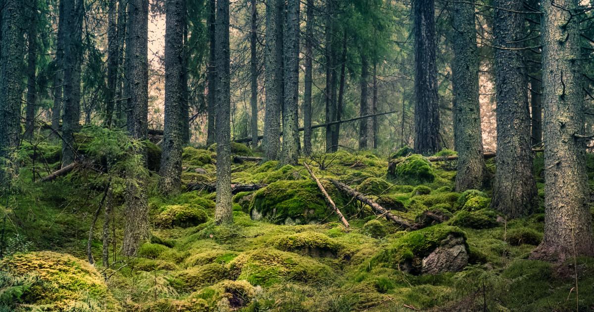 Teren agricol extravilan de 6500 mp, în Cucorăni