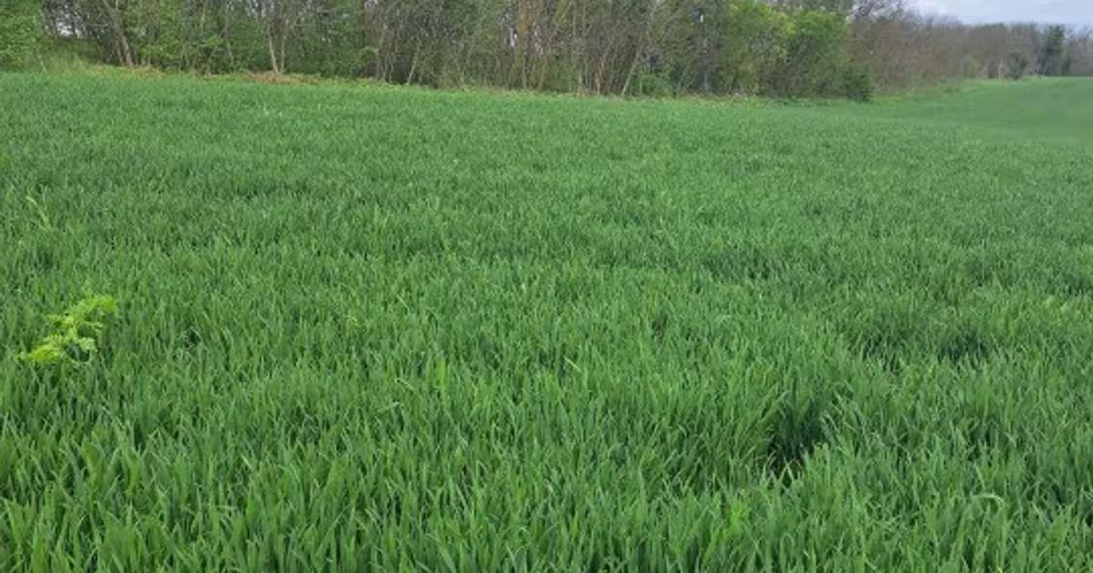 Teren agricol intravilan de 4374 mp, în Frumușani