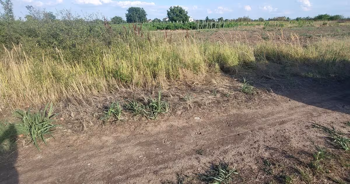 Teren agricol extravilan de 20000 mp, în Ghimpați