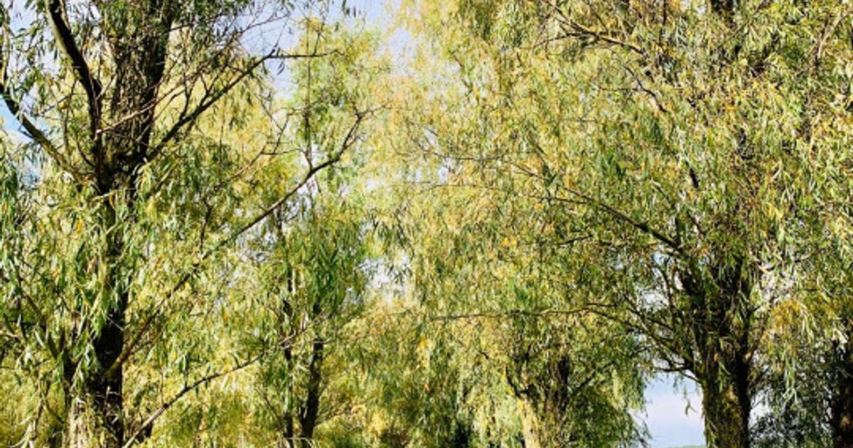 Teren agricol extravilan de 2500 mp, în Mahmudia