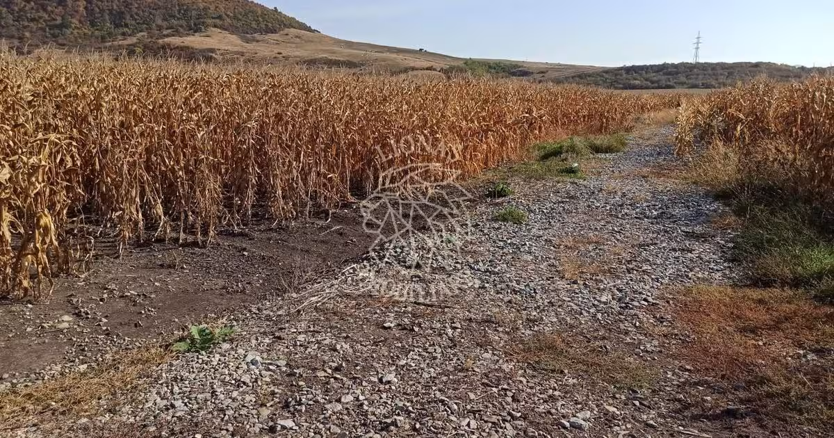 Teren agricol extravilan de 4606 mp, în Sărata
