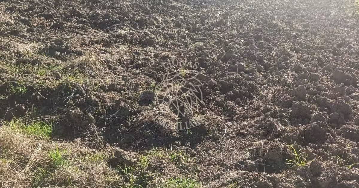 Teren agricol extravilan de 7500 mp, în Sărata