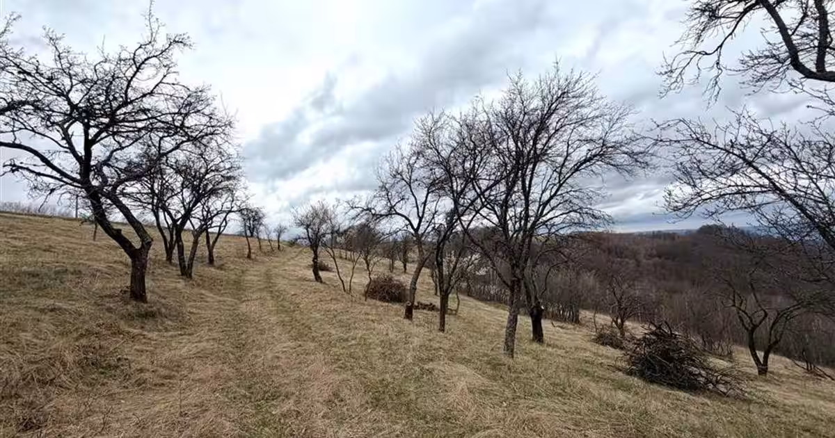 Teren agricol extravilan de 34000 mp, în Șerani