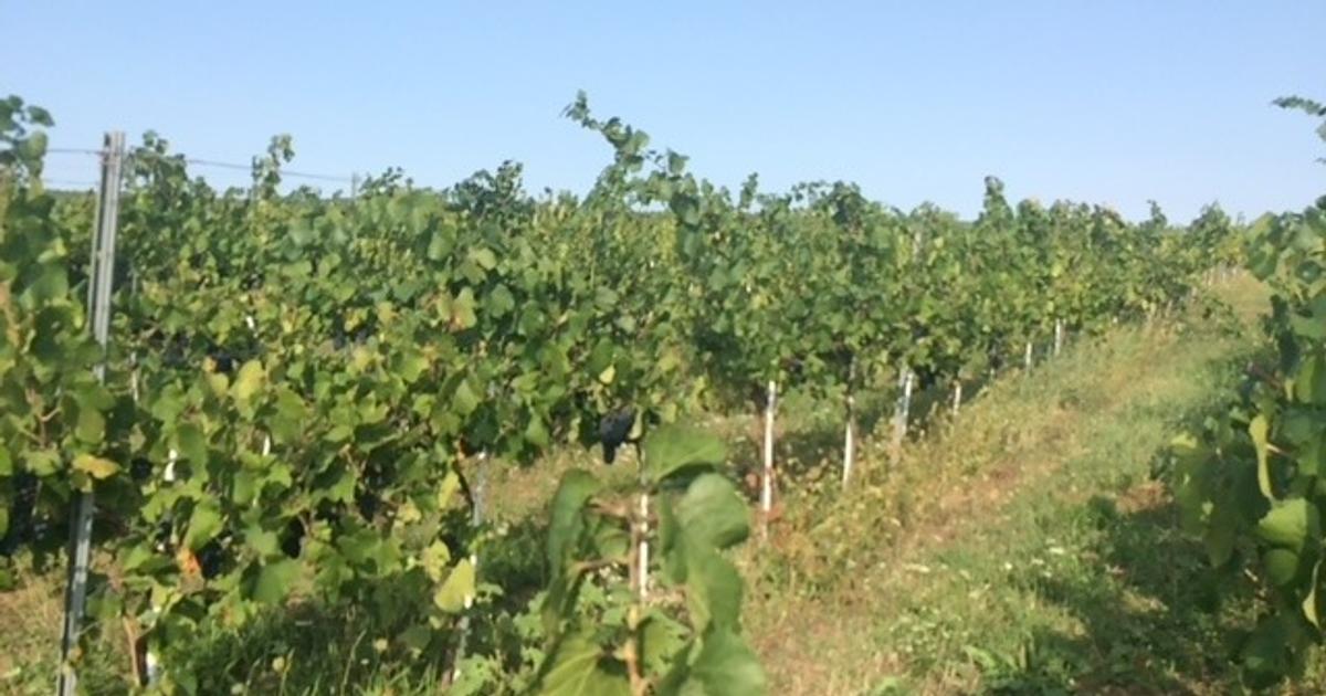 Teren agricol extravilan de 185746 mp, în Șiria