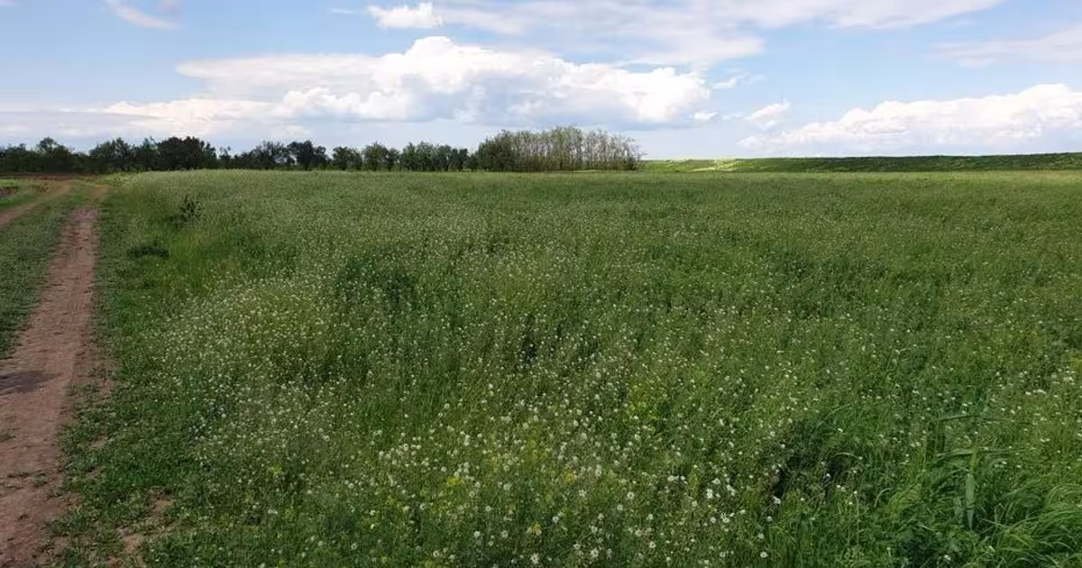 Teren agricol intravilan de 2999 mp, în zona Central, Urziceni