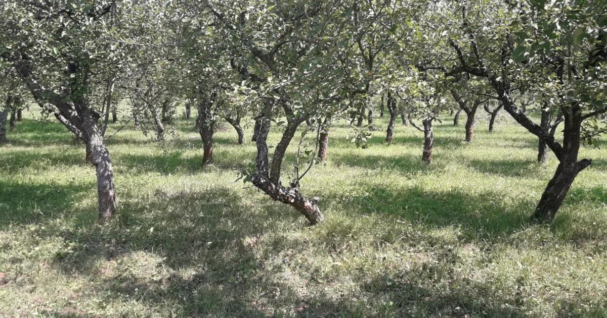 Teren Construcții extravilan de 8500 mp, în zona Calea Moldovei, Bistrița