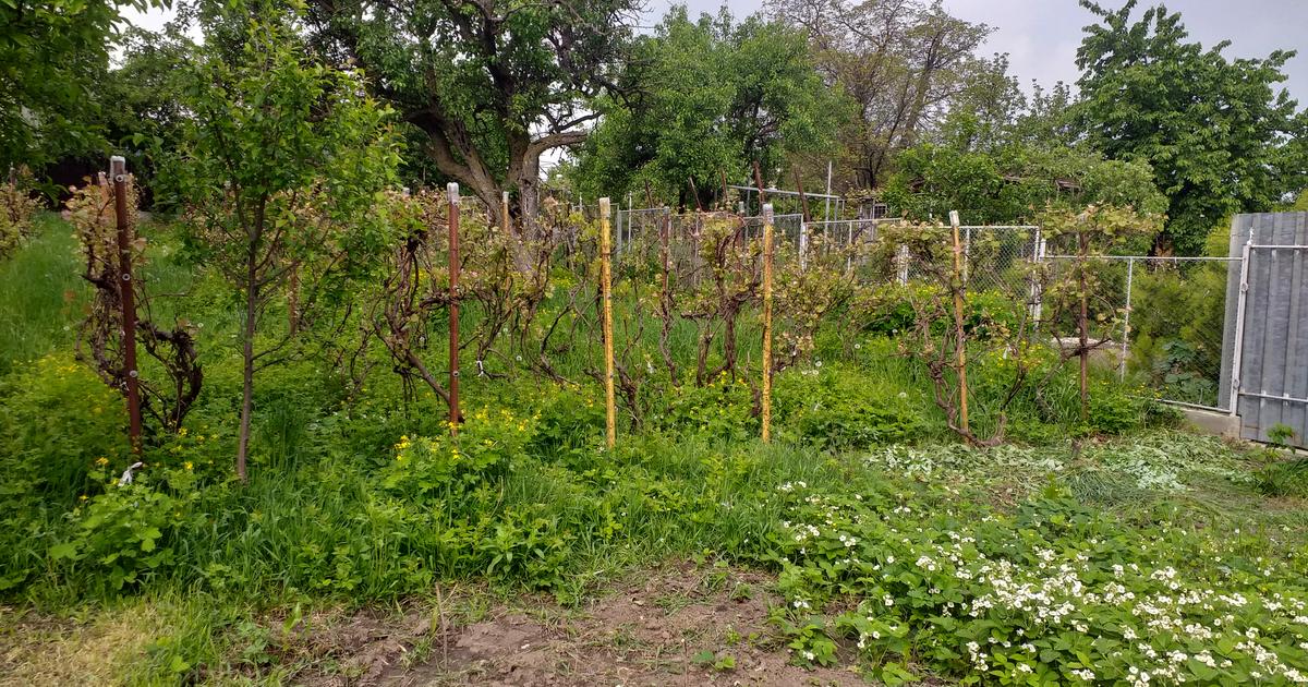 Teren Construcții intravilan de 1000 mp, în zona Central, Botoșani