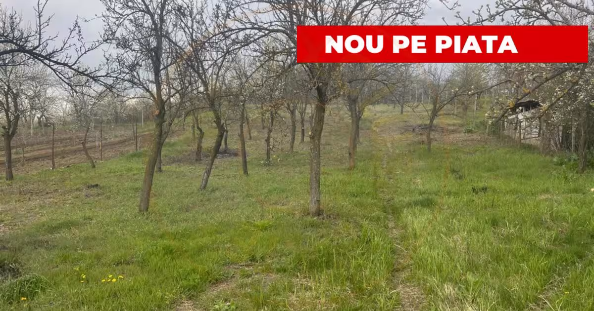 Teren Construcții intravilan de 2200 mp, în Călinești