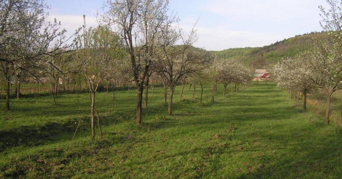 Teren Construcții intravilan de 6090 mp, în Călinești