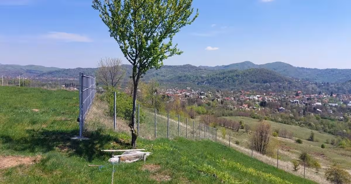 Teren Construcții intravilan de 9900 mp, în zona Mușcel, Câmpina