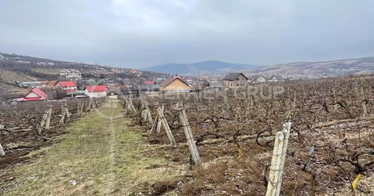 Teren Construcții intravilan de 2617 mp, în Chicerea