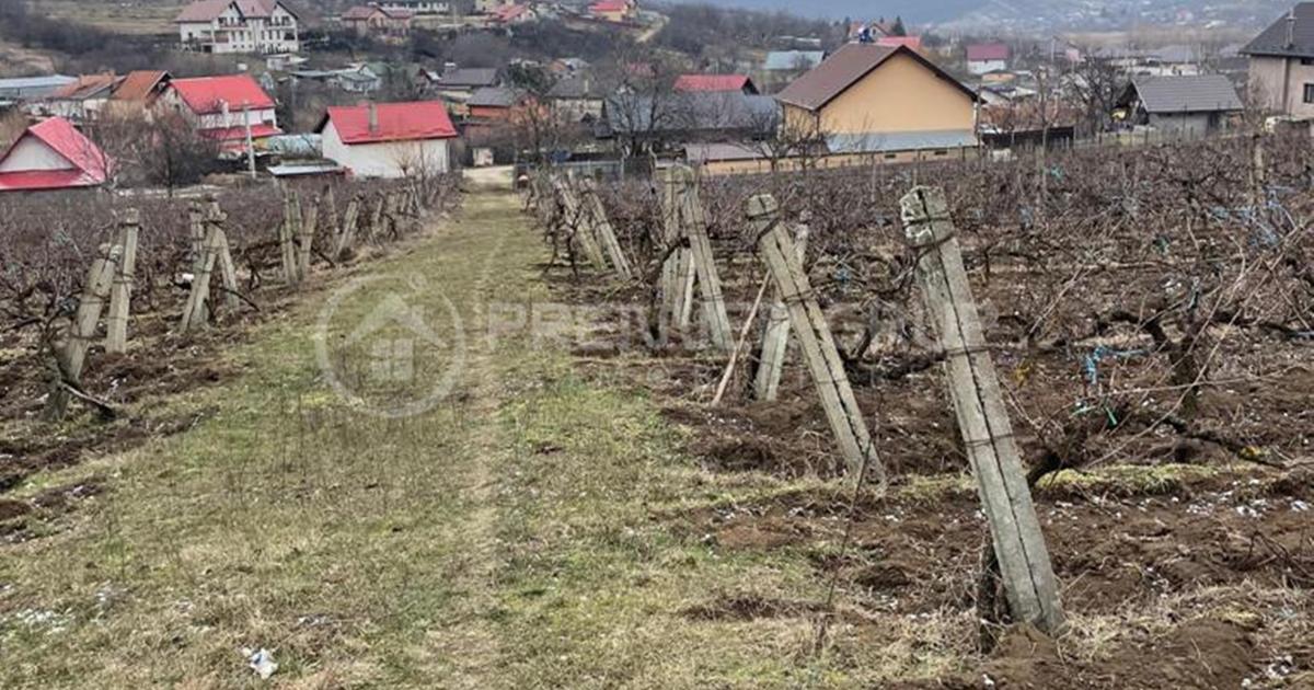 Teren Construcții intravilan de 2617 mp, în Chicerea