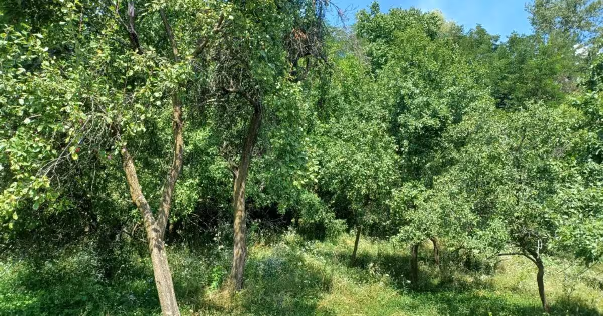 Teren Construcții intravilan de 24141 mp, în Drăghici