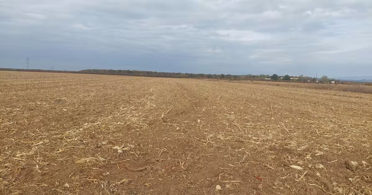 Teren Construcții intravilan de 9844 mp, în Dumbrava