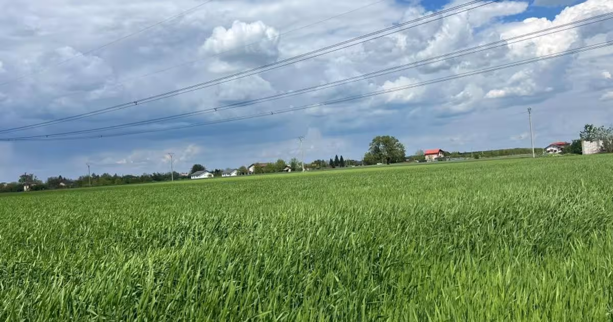 Teren Construcții extravilan de 9730 mp, în Frumușani