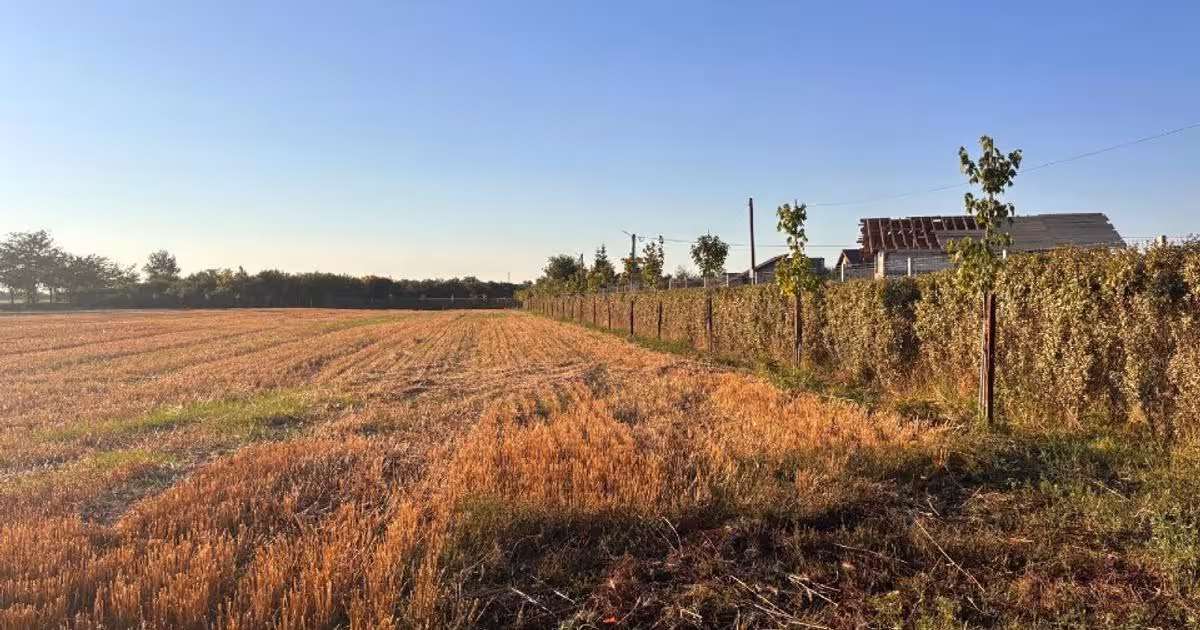 Teren Construcții intravilan de 10000 mp, în Lilieci