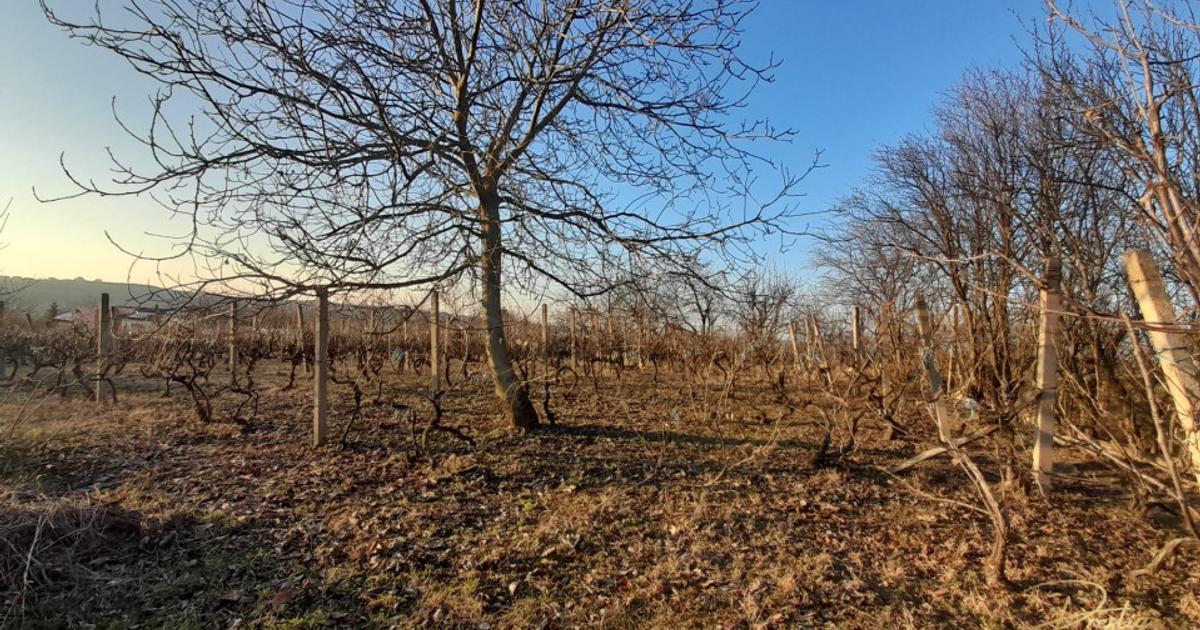 Teren Construcții intravilan de 6050 mp, în zona Dealuri Oradea, Oradea