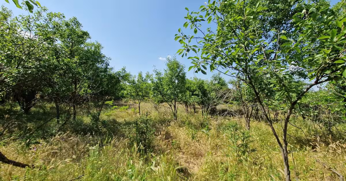Teren Construcții intravilan de 1479 mp, în Polcești