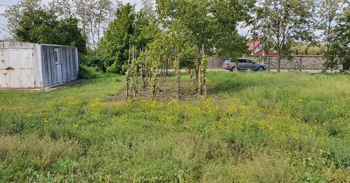 Teren Construcții intravilan de 2300 mp, în Sărulești