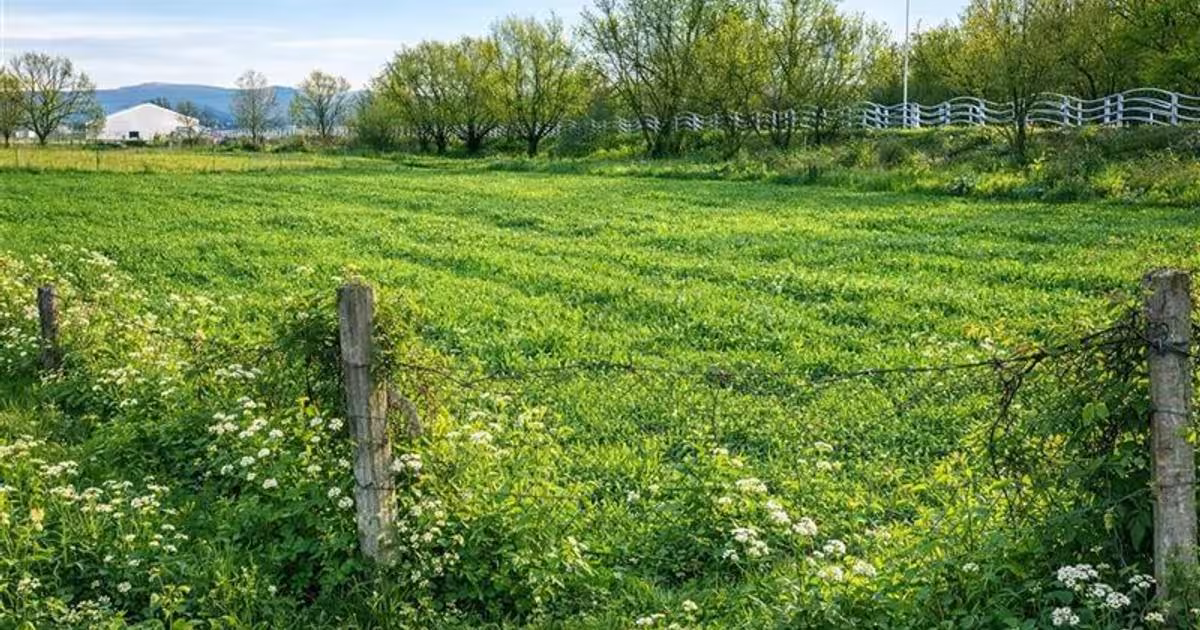 Teren Construcții intravilan de 1450 mp, în zona Lunca Oltului, Sfântu Gheorghe