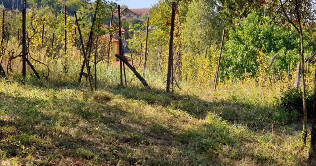 Teren Construcții intravilan de 5200 mp, în zona Cornișa, Târgu Mureș