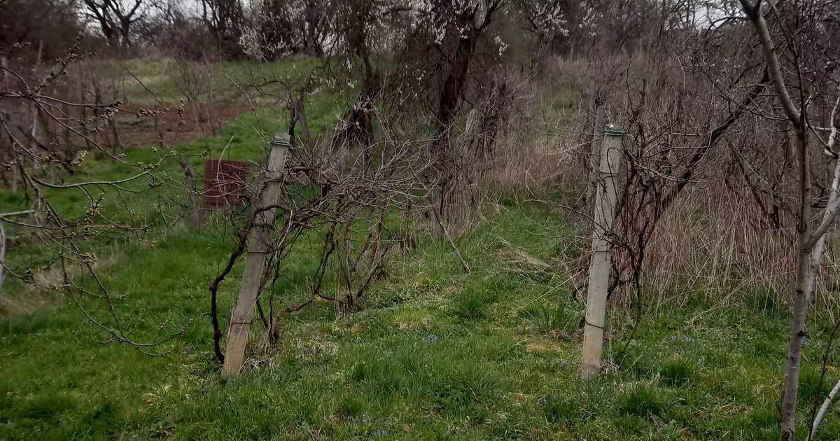 Teren Construcții intravilan de 2500 mp, în zona Dâmbu Pietros, Târgu Mureș