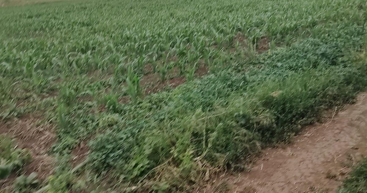 Teren Construcții intravilan de 6100 mp, în zona Periferie, Urziceni