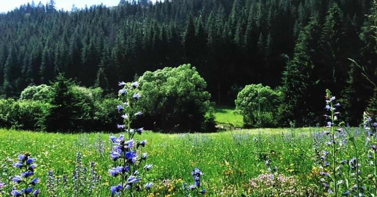 Teren Construcții intravilan de 34000 mp, în Vărșag