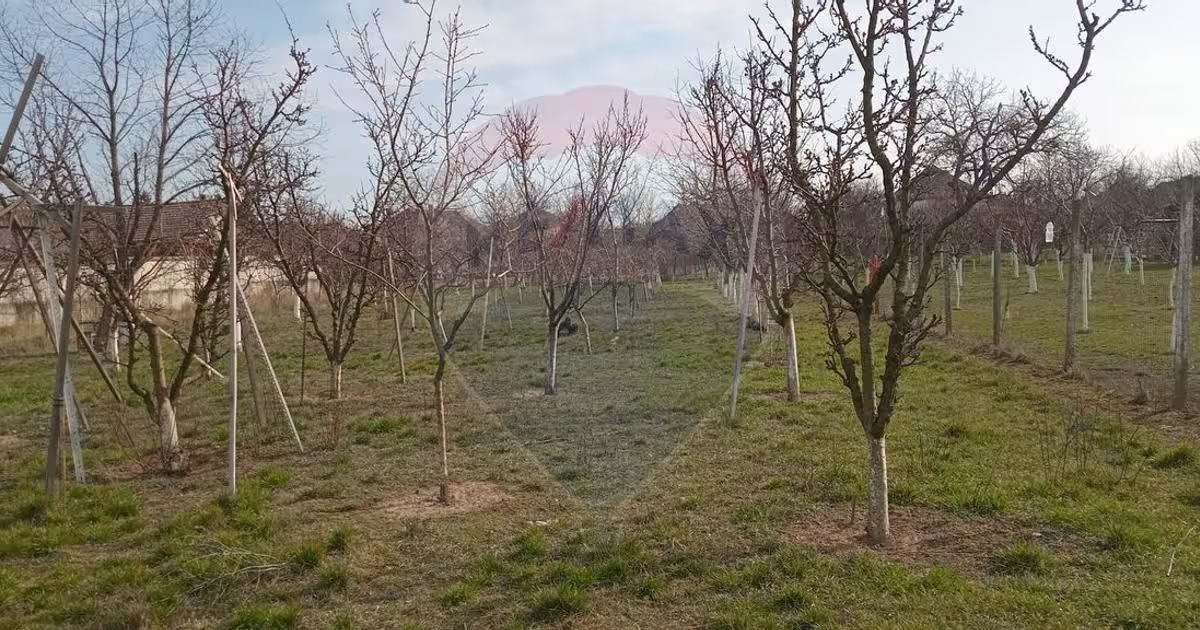Teren Construcții intravilan de 2954 mp, în Vladimirescu