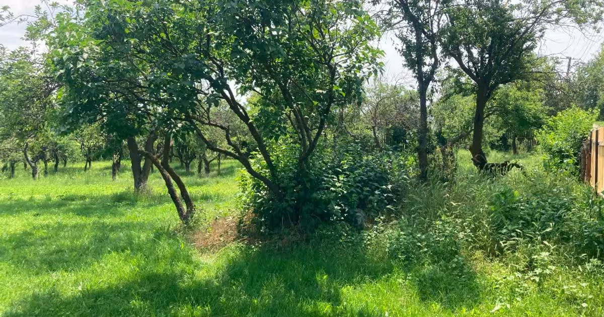 Teren intravilan de 3900 mp, în Butimanu