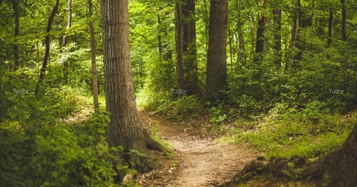 Teren extravilan de 2680000 mp, în Căiuți