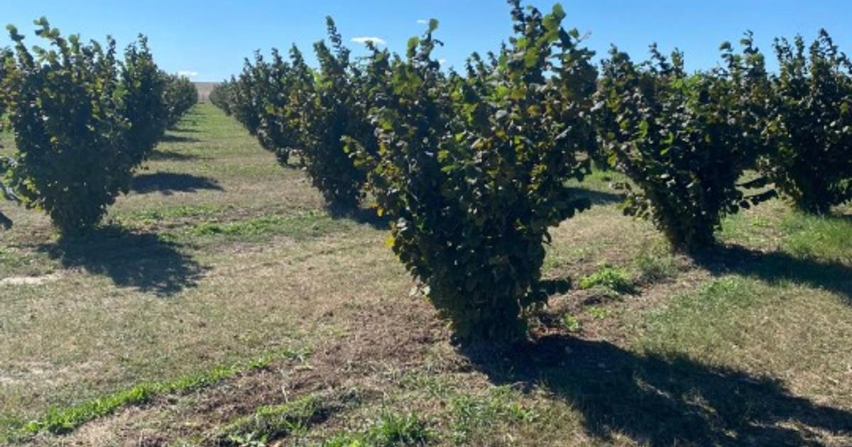 Teren extravilan de 108000 mp, în Căteasca