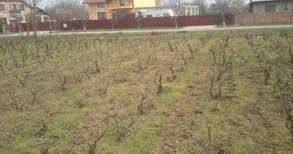 Teren intravilan de 3500 mp, în Chiscani