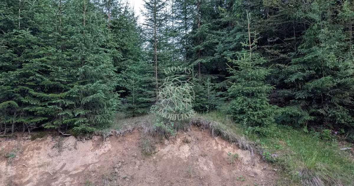 Teren extravilan de 19500 mp, în Colibița