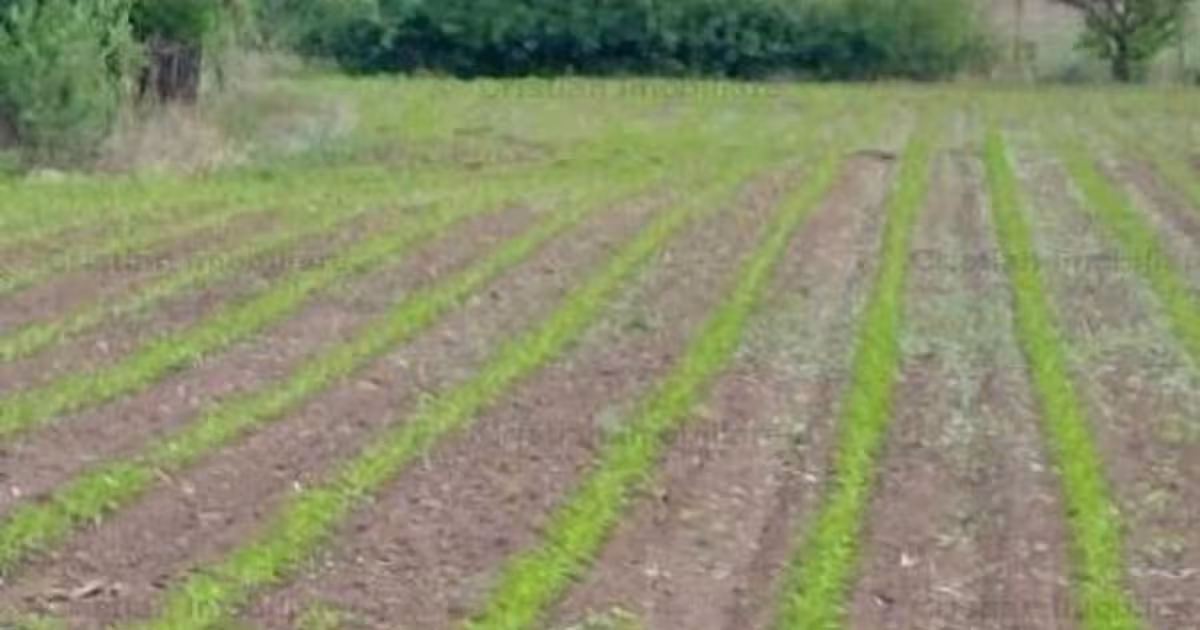 Teren intravilan de 9000 mp, în Lacu Sărat