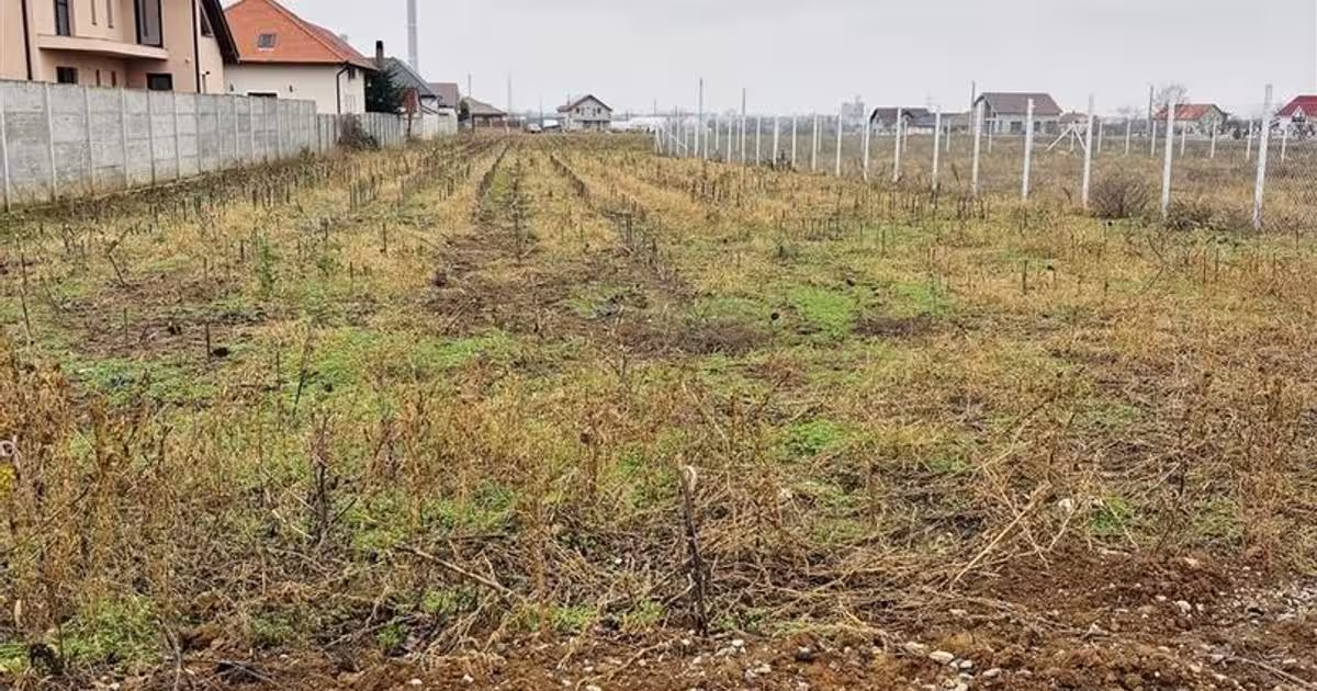 Teren intravilan de 1568 mp, în zona Oncea, Oradea