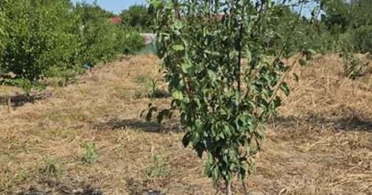 Teren intravilan de 3850 mp, în Pietroiu