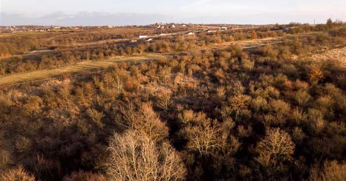 Teren intravilan de 4333 mp, în Săldăbagiu de Munte