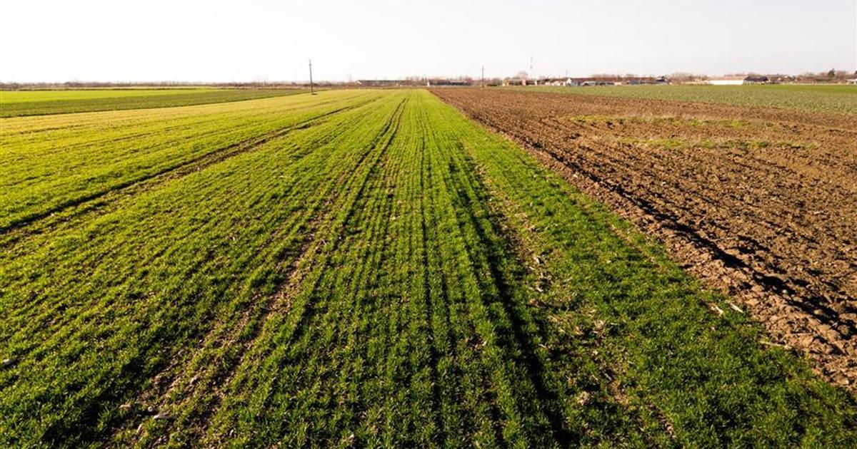 Teren intravilan de 5000 mp, în Tămășeu