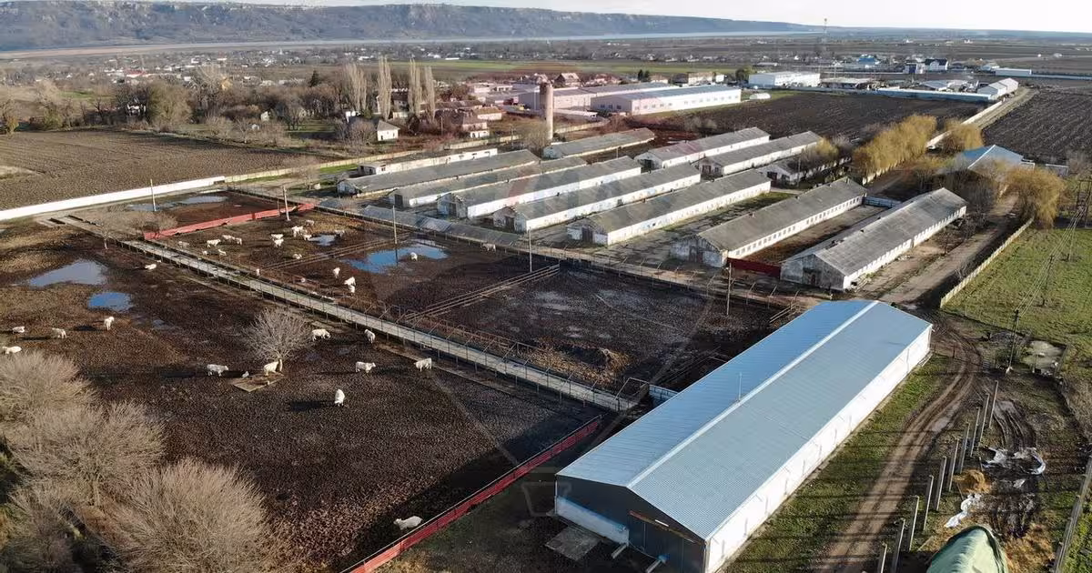 Spațiu industrial 16000 mp în Pufești