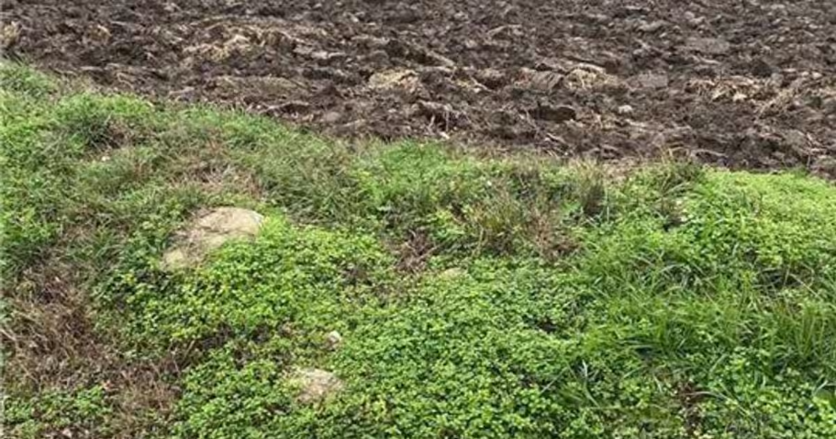 Teren agricol extravilan de 10000 mp, în Berceni