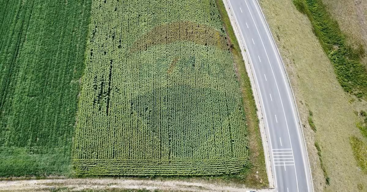 Teren agricol extravilan de 3500 mp, în Ilișești